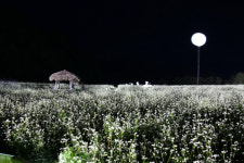 (12) 강원도 평창군 봉평 - 다시, 메밀꽃 필 무렵[도시를 읽다]