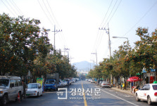 충북 영동 감나무가로수길, 충주 사과가로수길 등 지역 특산물이 가로수로[충북도]