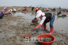 장흥 득량만 전국 첫 ‘청정해역 갯벌생태산업특구’ 명예[장흥군]