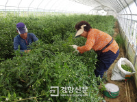 (2)어렵게 구한 일꾼이 70~80대 “풍작에도 농사 규모 줄여”[창간 기획-구해줘, 농촌]