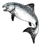 (15) 강원도 양양 - 연어가 돌아온다…‘발그레’ 물들어가는 남대천[도시를 읽다]