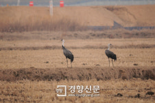 ‘세종 장남평야는 새들의 낙원’…조류모니터링서 천연기념물 등 147종 서식 확인[세종시]