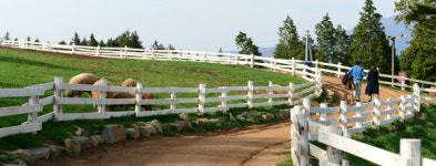 푸릇한 겨울에 놀라고, 샛노란 유자향에 물들고…남해의 이색 겨울