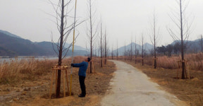 김해, 국내 최장 ‘메타세쿼이아 길’ 조성