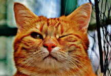 월동채비 해준 냥집사들, 칭찬한다냥~