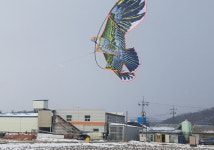 “철새 막아라” 양계농장 상공 ‘독수리연’ 떴다