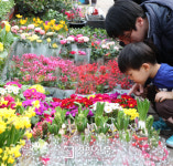 봄꽃 향기 가득한 꽃시장[경향포토]