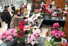 봄꽃 직거래 장터 열린 서초구청[경향포토]
