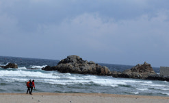 솔숲, 운치를 더하는…바다, 경치에 반하는