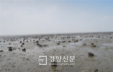 전남해양수산과학원 ‘맛좋은 굴’ 갯벌양식법 새로 개발 보급[전남도]