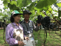 포도의 고장 충북 영동군, ‘거봉’ 포도 출하 시작[영동군]
