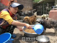 “돌보던 유기견 250마리 어디로 가야 하나요”