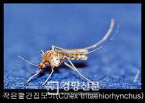 충북서 일본뇌염 매개모기 첫 발견…지난해보다 5주 빨라[충북도]