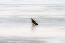 자연이 돌아왔다, 수문 더 연다