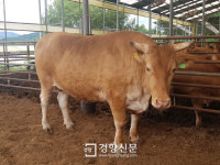 충북 충주서 몸무게 1t넘는 슈퍼한우 탄생[충북도]