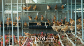 치킨에 빠진 대한민국...닭 사육 사상 최다