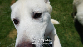 ‘유기견 해외이동봉사’ 댕댕이들의 견생을 바꿔주세요[동영상 뉴스]