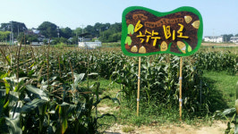 순포해변 옆에 옥수수 미로체험장 조성[강릉시]