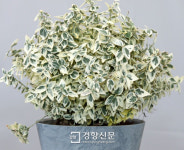 처음보는 종자(種子)가 쏟아진다...10개 작물 품종 첫 출원