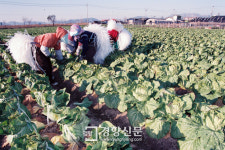 폭염에 배추·무 가격 들썩 … 한달 사이 도매가 50% ↑