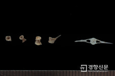 2만9000년전 가장 오래된 그물추가 강원도 정선에서 발굴됐다