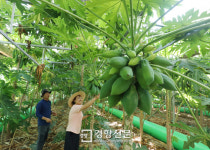 (1)제주 바나나·담양 커피·곡성 파파야···‘현실 아열대’ 풍경[생태계가 바뀐다]
