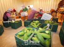 (1)제주 바나나·담양 커피·곡성 파파야···‘현실 아열대’ 풍경[생태계가 바뀐다]