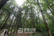 키크고 잎 많은 나무가 도심 열섬현상 줄인다