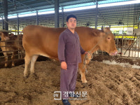 제주 서귀포서 또다시 1t 넘는 슈퍼한우 탄생