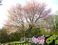 “제주 왕벚나무, 일본 왕벚나무와 뚜렷이 구분”…유전체 첫 해독