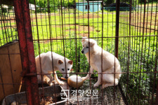 ‘전기 쇠꼬챙이로 개 도살’ 하급심 무죄에...대법원 “생명존중정서 고려해 다시 재판하라”