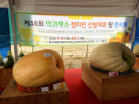 ‘265kg 슈퍼호박’ 하동에 등장…다음달 7일까지 전시[하동군]