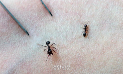 살인개미요? 전 그렇게 ‘독‘하지 않아요···붉은불개미, 오해와 진실