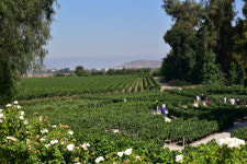 (15)자연의 축복과 인간의 손길…‘한 잔’이 이렇게 행복한 거였구나[정여울의 라틴아메리카 기행]