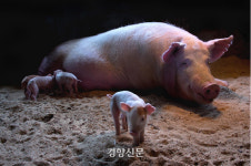 아기 돼지가 걸었다...엄마 돼지가 웃었다