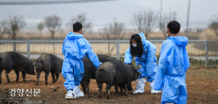 우리는 어린이 돼지 사양가, 우리에게 돼지는 경제입니다