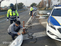자동차전용도로에 웬 장어…운송중 쏟아져 도로 30분간 통제