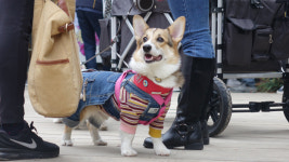 남이섬 내년부터 반려동물 입장기준 7→10㎏ 미만으로‘대폭 완화’