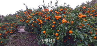 3박4일 제주에서 감귤 따보니