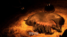 “고작 0.025㎡ 개선” 공장식 축산 잔혹사는 현재진행형