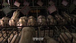“고작 0.025㎡ 개선” 공장식 축산 잔혹사는 현재진행형