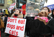 “식용 목적 번식 방치 동물들의 죽음 반복”