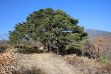 남원 산림녹화탑·하동 십일천송 등 5곳 국가산림문화자산 지정