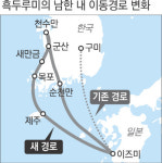 월동 마치고 일본서 건너온 흑두루미, 낙동강 유역 대신 순천만에서 쉰다