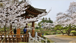 꽃 보다 체험?...봄꽃축제+농촌체험 가능한 관광지 6선