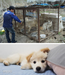 3개 동물보호단체, 구조·보호·입양 ‘분업’…유기견 살리기 ‘대안 모델’ 주목