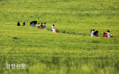 보리밭 사이 길로[경향포토]