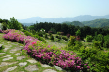 “광치자연휴양림에 무장애 나눔길 만든다”…데크 로드·황토길 등 조성[양구군]
