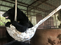 곰아, 해먹놀이 재미있니? 아직은 우리 안에 살지만 조금이라도 즐거워지길