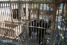 “웅아~ 어딨니” 사라진 곰…수상한 농장주